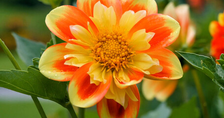Bright orange and yellow flower blooms in a garden during the day with green leaves surrounding it on a sunny day