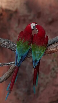 Two green-winged macaws are perched on a branch and are seen in profile facing each other