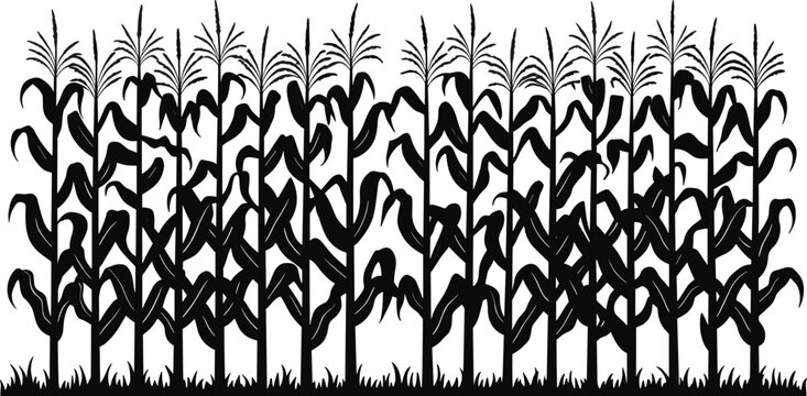 Dense cornfield silhouette, autumn harvest farming landscape, rural agriculture flat vector