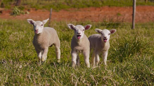 Close-up of three small East Friesian (Milchschaf) sheep grazing and looking at the camera.