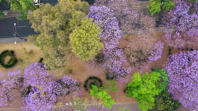 Panoramic drone capture of purple jacaranda trees in spring