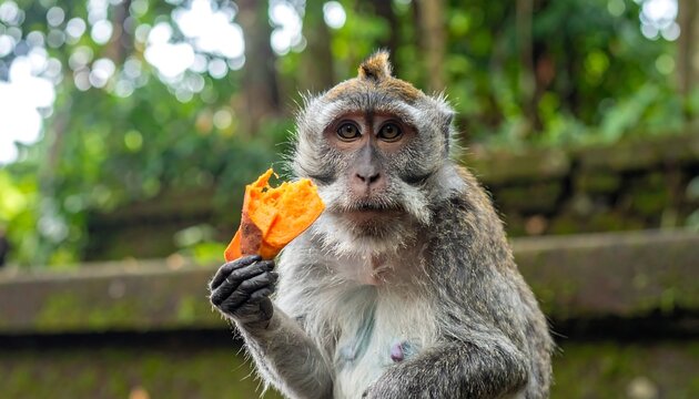 A monkey eating an orange fruit