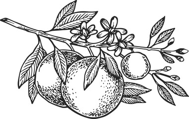 Vintage hand drawn engraving of orange fruit branch with leaves and blossoms, isolated botanical sketch for organic product packaging, citrus nectar and juice label. © MstNasrin