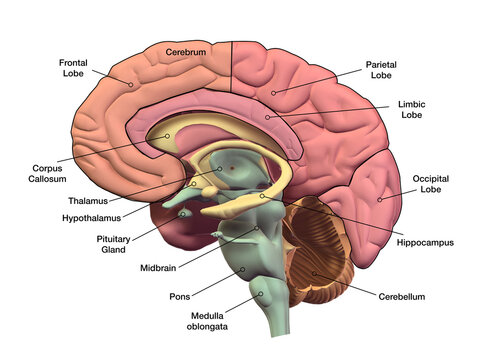 Vector human brain medical ilustration