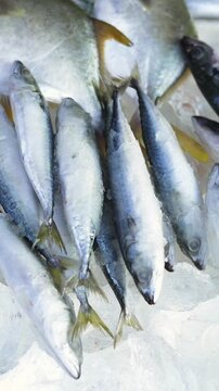 Vertical screen Chilled Mackerel On Display. Reflective Scales And Cool Tones Emphasize Freshness Of Seafood. Vietnamese Marketplace Presents Rows Of Chilled Mackerel With Shiny Scales And Cool Colors