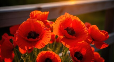 Obraz premium Close-up of vibrant red poppies illuminated by warm sunlight, showcasing delicate petals and dark centers in a blooming garden setting.