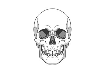 Front view illustration of a stylized human skull with dark eye sockets © Lina