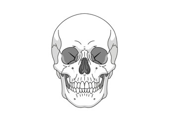 Frontfacing black and white stylized drawing of a human skull © Lina