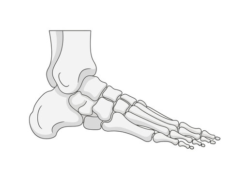 Medial view diagram of the human foot and ankle bones