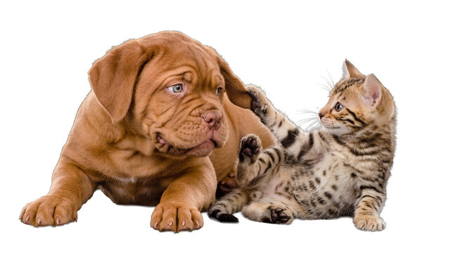 Adorable Dogue de Bordeaux puppy and playful Bengal kitten, transparent cutout.