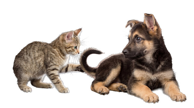 A sweet photograph of a curious tabby kitten gently reaching out to a calm German Shepherd puppy lying down.