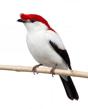 Araripe manakin bird perched on a twig against a pure white background
