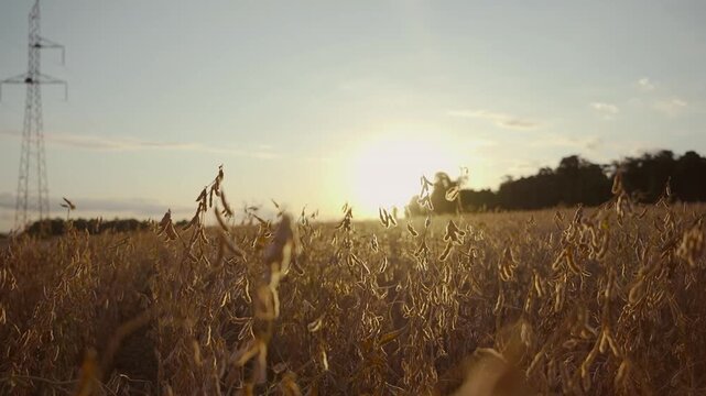 Camera panning shot of a beautiful sunset over a mature soybean field.