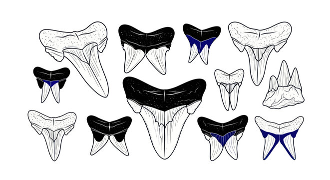 Collection of diverse shark teeth illustrations on white background