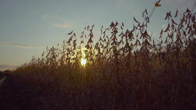 Panning shot of a mature soybean crop at sunset.