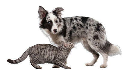 A striking merle Border Collie with heterochromia stands beside a curious tabby cat. © Chris