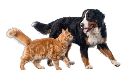 Realistic photograph of a majestic Bernese mountain dog and a fluffy Maine Coon cat standing...