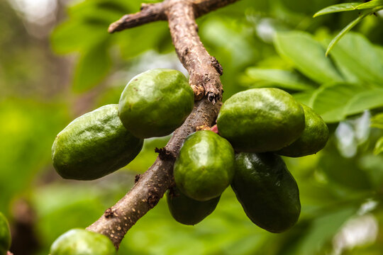 Unripe green jocote fruits (Spondias purpurea), also known as seriguela, growing on a tree branch in a natural setting.