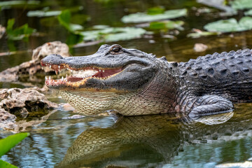 alligator in the everglades