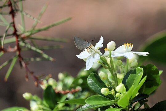 Common Grass Blue Butterfly (Zizina labradus) feeding on Choisya ternata nectar, South Australia