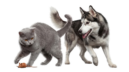 A playful husky dog and a British Shorthair cat playing with a toy mouse on a transparent background. © Ronald
