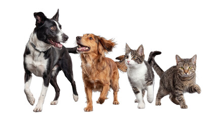 Photograph of two active dogs and two charming cats playfully advancing. © Ricky