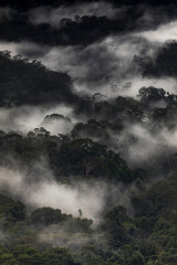 Fototapeta premium Mist curls around dense forest canopy, from Bukit Teresek hill, Taman Negara, Malaysia