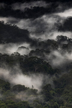 Mist curls around dense forest canopy, from Bukit Teresek hill, Taman Negara, Malaysia