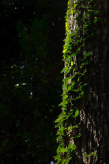 Dappled light glows on mossy tree bark, Taman Negara, Malaysia