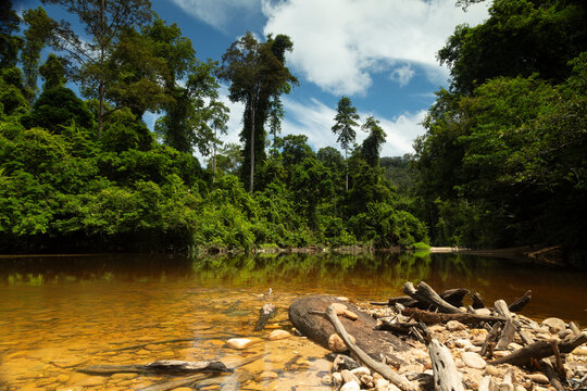 River flows gently through dense jungle greenery, Taman Negara, Malaysia