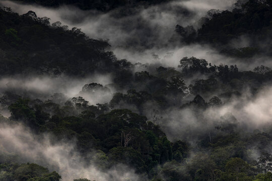 Mist curls through dense forest canopy, from Bukit Teresek hill, Taman Negara, Malaysia