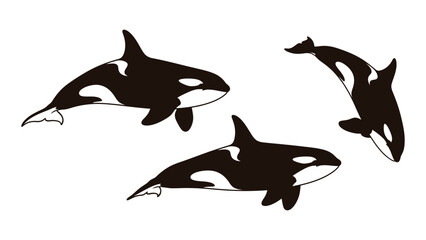 Orca whales swimming together in harmony oceanic marine life silhouette illustration © SILHUETTECHEMBER
