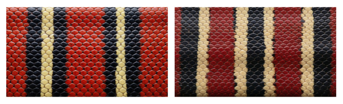 Set of American coral snake skin texture close-up, vertical stripes, red, black and beige color palette, macro top-down camera view