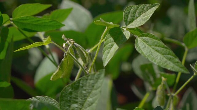 Close-up of a soybean crop showing visible pods.