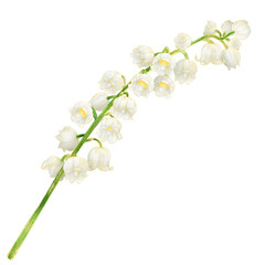 Botanical Watercolor​ illustration with gold​ outline​ of Lily​ of​ the valley flower branch without leaf growing isolated on transparent background © Lianhwa