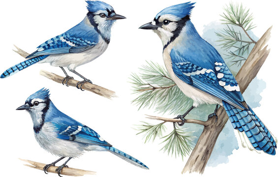 set of Watercolor Blue Jay, Forest Bird Clipart, vector illustration isolated on white background