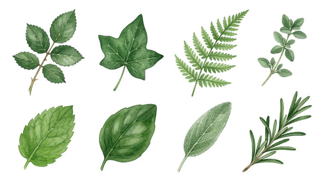 Hand-painted watercolor botanical illustration set featuring various green leaves and culinary herbs like rosemary, basil, mint, and sage on white background.