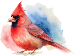 Fototapeta premium Watercolor Cardinal Bird Art, Nature Wildlife Illustration Isolated on White