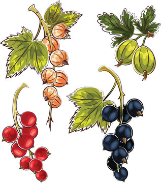 various of berry in marker doodle style