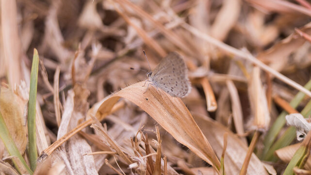 The butterfly in the image is likely a Tiny Grass Blue (Zizula hylax), also known as the Gaika Blue. Taken from Las Pinas, NCR, Philippines.