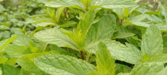 Fresh Green Mint Leaves Growing Vibrantly © ajet