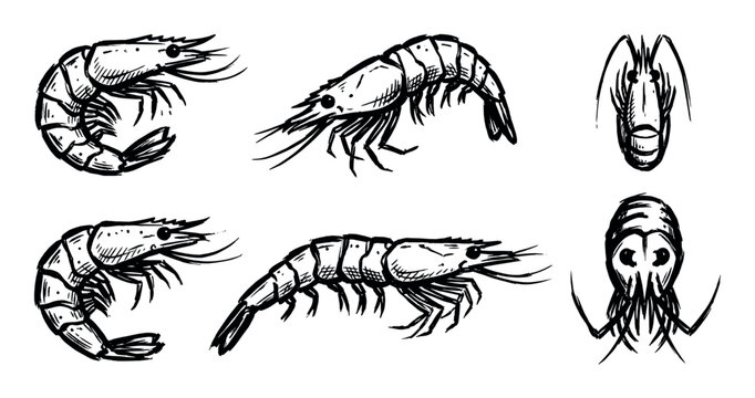 Hand-drawn illustrations of fresh shrimp and prawns in various poses, ready for culinary preparation.
