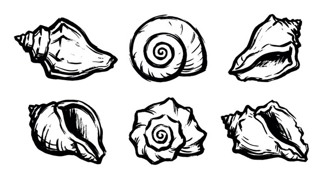 Collection of various hand-drawn seashell illustrations with a rough, artistic sketch style on a clean surface.
