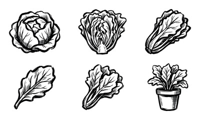 Fototapeta premium Set of hand-drawn illustrations depicting various types of fresh green lettuce and leafy vegetables, perfect for healthy eating concepts.