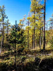 Obraz premium view of an autumn forest on a low mountain, southern Urals