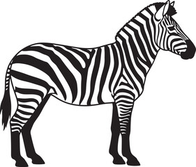 Obraz premium Standing zebra with black and white stripes facing right
