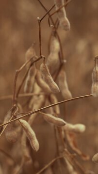 Close-up of mature soybean pods in vertical format.