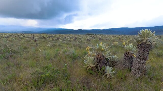 Wide view of green, grassy landscape filled with unique plants, set against a moody cloud-filled sky in Purace National Park.