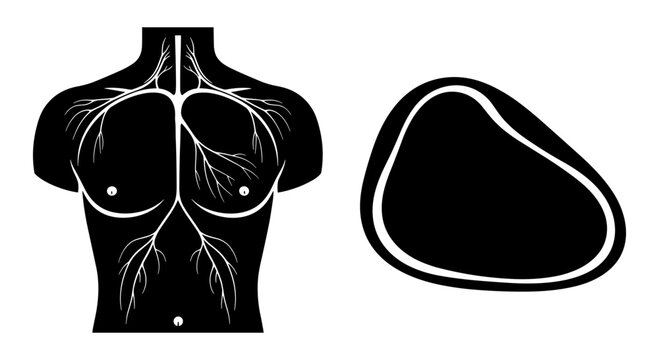 Anatomy illustration of the human pectoral region and cross-section of a breast Vector, illustration