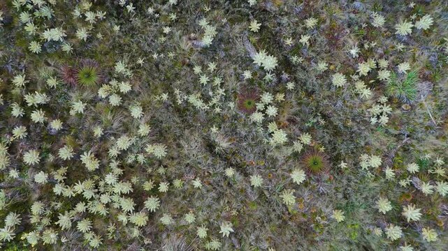 An aerial perspective captures dense, diverse vegetation in muted greens and browns at Buey Lagoon, showing natural beauty and texture.